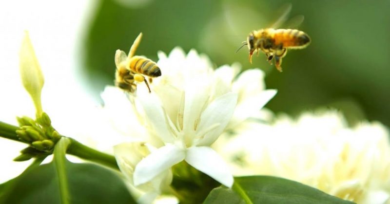 mật ong đà nẵng