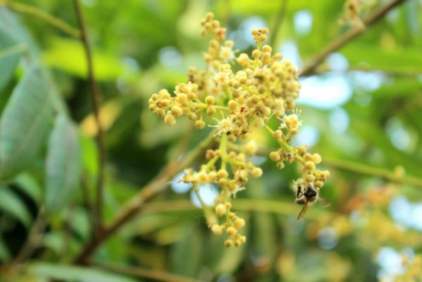 mật ong nhãn