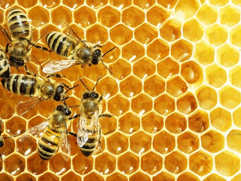 phân biệt mật ong nguyên chất